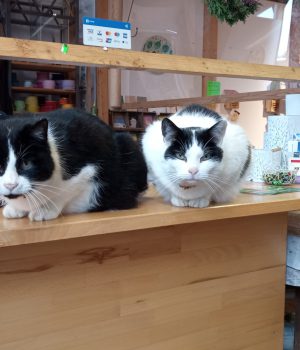 IMG_20221015_104846_491